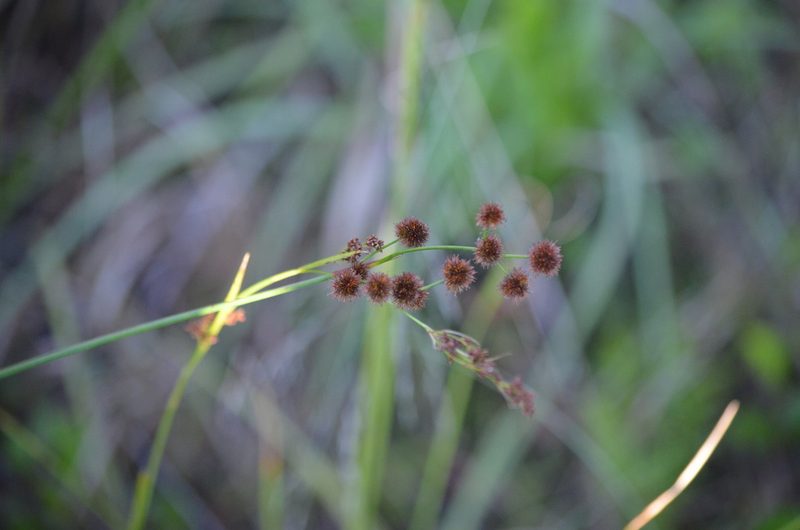 Juncus megacephalus, photographed by Josiah Londerée