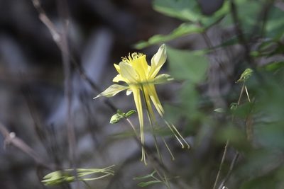 Aquilegia chrysantha, photographed by er-birds