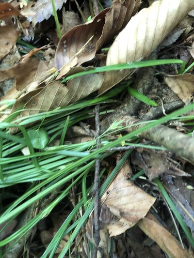 Carex basiantha, photographed by John Kees