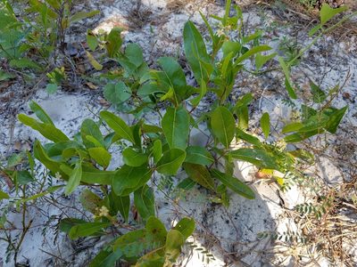 Geobalanus oblongifolius