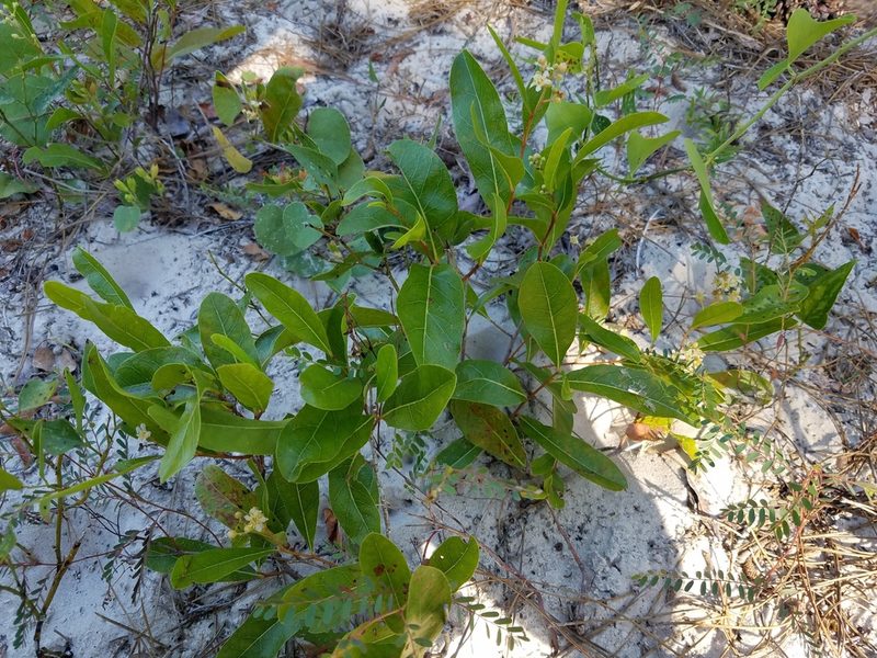 Geobalanus oblongifolius, photographed by Leila Dasher