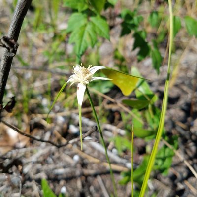 Rhynchospora colorata, photographed by Leila Dasher