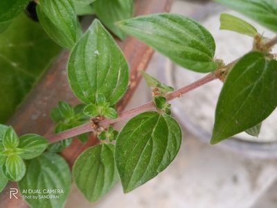 Pouzolzia zeylanica, photographed by Sandipan Das