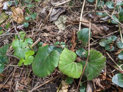 Rubus repens, photographed by Laura J. Costello