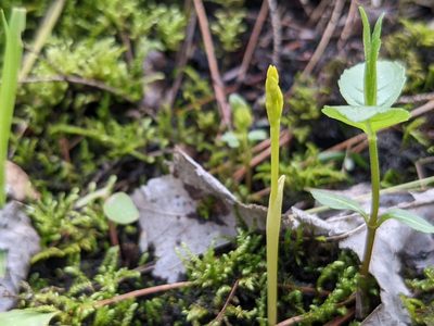 Corallorhiza trifida, photographed by Laura J. Costello