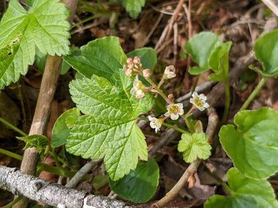 Ribes glandulosum, photographed by Laura J. Costello