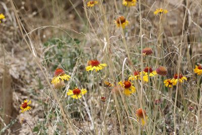 Gaillardia pinnatifida, photographed by er-birds