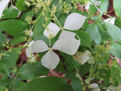 Hydrangea scandens, photographed by Marco Mussita