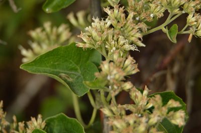 Mikania cordifolia, photographed by Andrea Gantzer