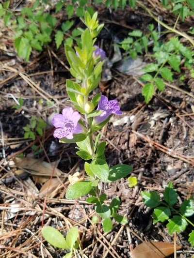 Dyschoriste oblongifolia, photographed by Leila Dasher
