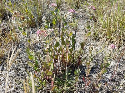 Pluchea baccharis, photographed by Leila Dasher