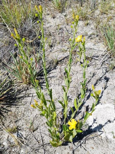 Piriqueta cistoides, photographed by Leila Dasher