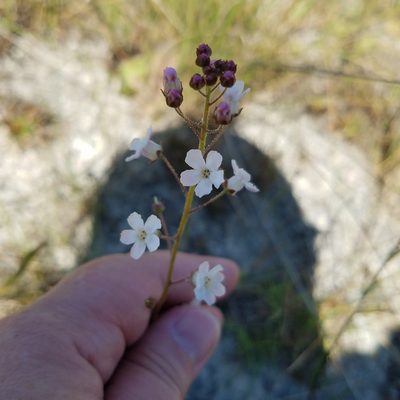 Samolus ebracteatus