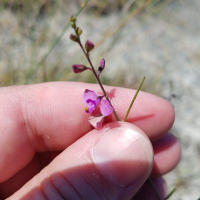 Asemeia grandiflora, photographed by Leila Dasher