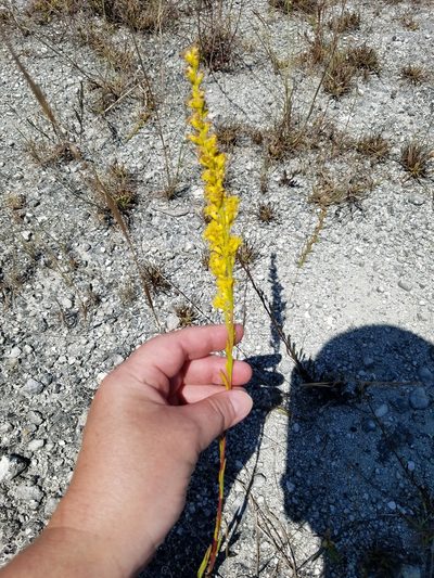 Solidago virgata, photographed by Leila Dasher