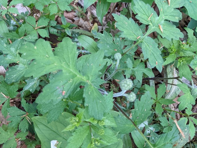 Hydrophyllum macrophyllum, photographed by Chris Angell