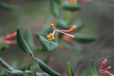 Lonicera arizonica, photographed by er-birds