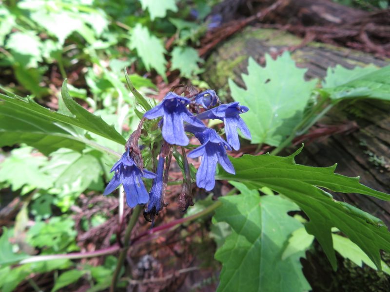 Ajuga incisa, photographed by Marco Mussita
