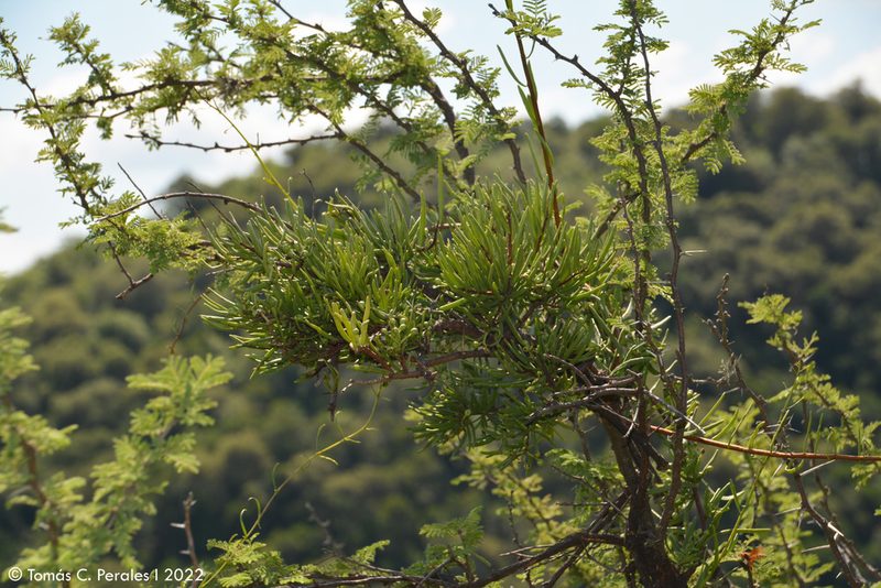 Tripodanthus flagellaris, photographed by Tomás Carranza Perales