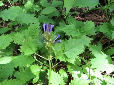 Ajuga incisa, photographed by Marco Mussita