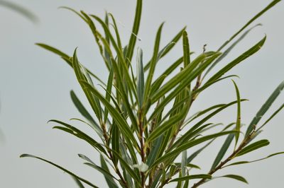 Sapium haematospermum, photographed by Andrea Gantzer