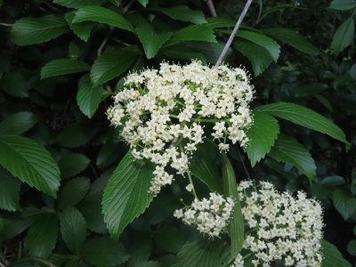 Viburnum sieboldii, photographed by Alina Martin