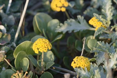 Abronia latifolia, photographed by James Muehlner