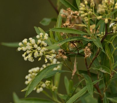 Baccharis salicifolia, photographed by Andrea Gantzer