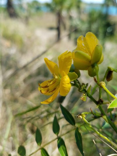 Senna ligustrina, photographed by Leila Dasher