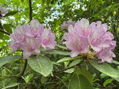 Rhododendron catawbiense, photographed by Brian Finzel