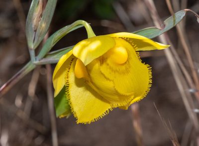 Calochortus amabilis, photographed by Don Loarie