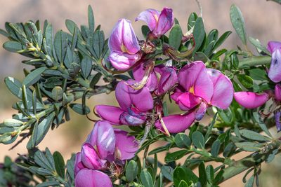 Pickeringia montana, photographed by Don Loarie