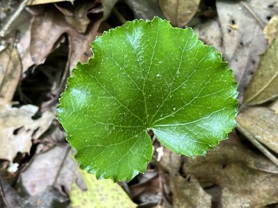 Galax urceolata, photographed by Brian Finzel