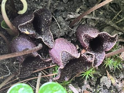 Asarum shuttleworthii, photographed by Brian Finzel