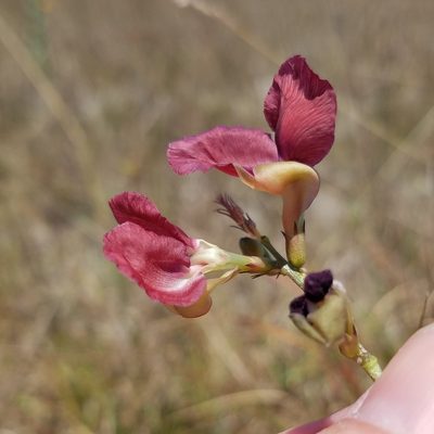 Macroptilium lathyroides, photographed by Leila Dasher
