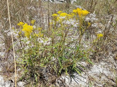 Flaveria linearis, photographed by Leila Dasher
