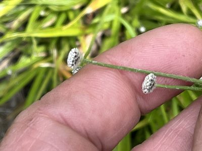 Paepalanthus anceps, photographed by Brian Finzel