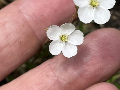 Drosera brevifolia, photographed by Brian Finzel