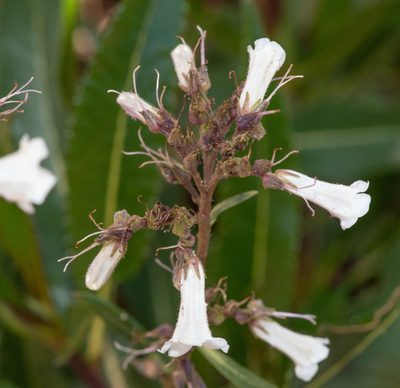 Eriodictyon californicum, photographed by Don Loarie