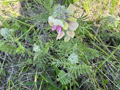 Tephrosia virginiana, photographed by Brian Finzel