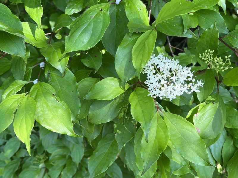 Cornus foemina, photographed by Brian Finzel
