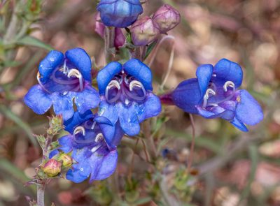 Penstemon heterophyllus, photographed by Don Loarie