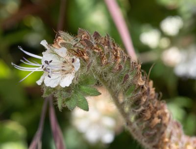 Phacelia distans, photographed by Don Loarie