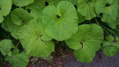 Petasites japonicus, photographed by user12