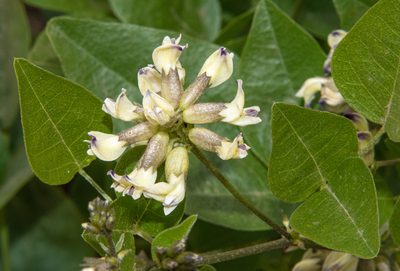 Rupertia physodes, photographed by Don Loarie