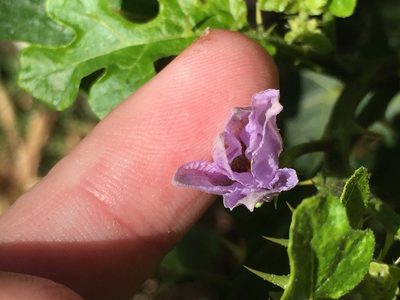 Solanum linnaeanum, photographed by Stephen Thorpe