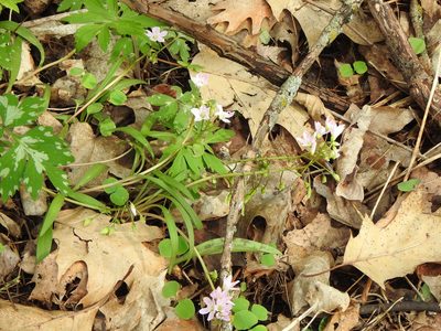 Claytonia virginica, photographed by Liren Varghese