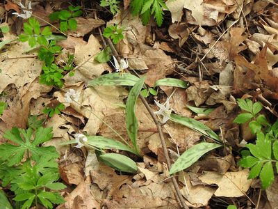 Erythronium albidum, photographed by Liren Varghese
