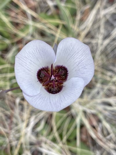 Calochortus excavatus, photographed by Dee Shea Himes