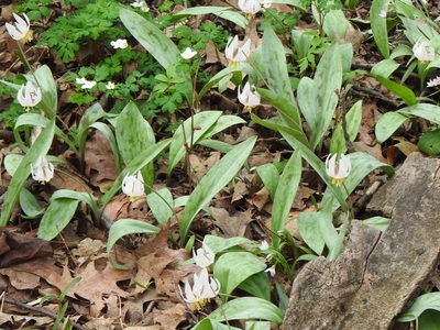 Erythronium albidum, photographed by Liren Varghese